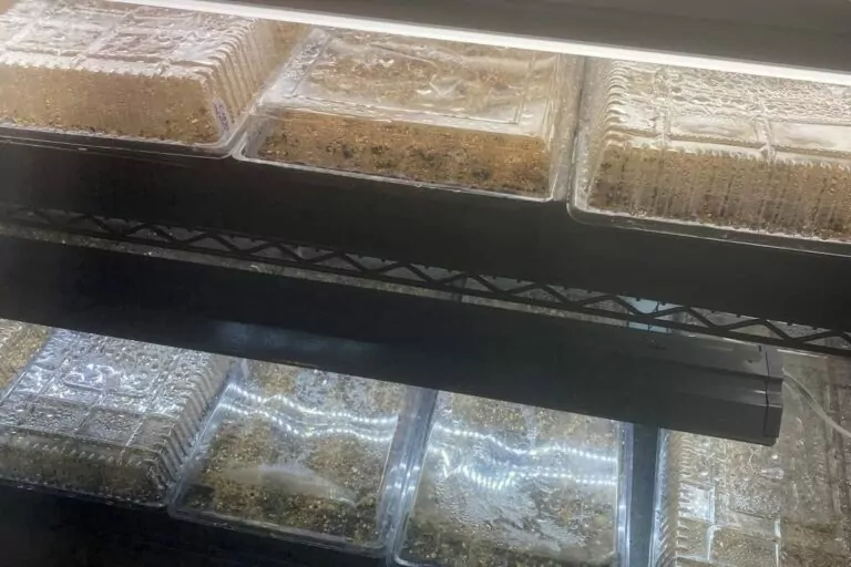 Steps to Seed Starting 