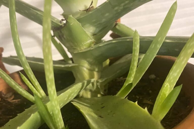 Easy Plant Propagation